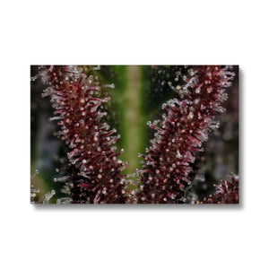 Star Pupil Trichomes Canvas Print - Grown by Storm Cannabis